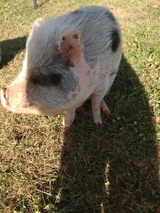 Animal Medical Clinic Picture 3