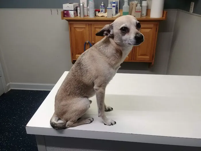 Animal Medical Clinic Picture 2