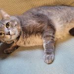 Pickens Animal Rescue Veterinary Hospital
