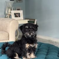 Needham Animal Hospital ico