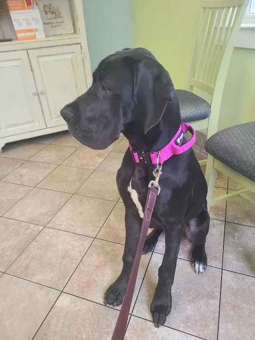 Needham Animal Hospital Picture 2