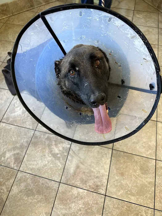 Needham Animal Hospital Picture 4