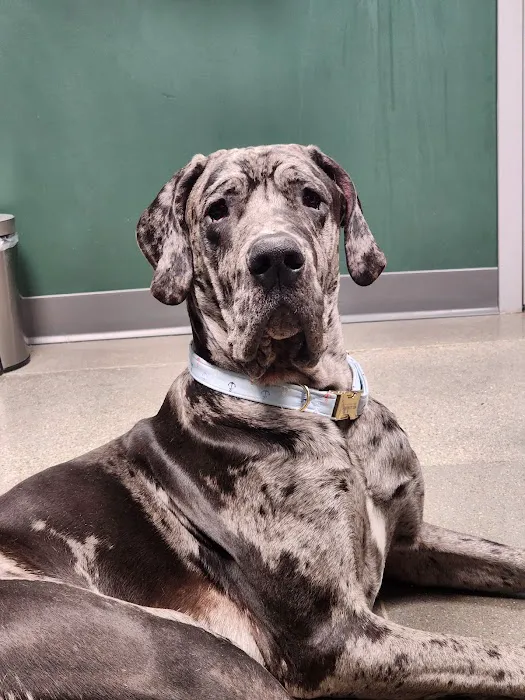 Needham Animal Hospital Picture 7