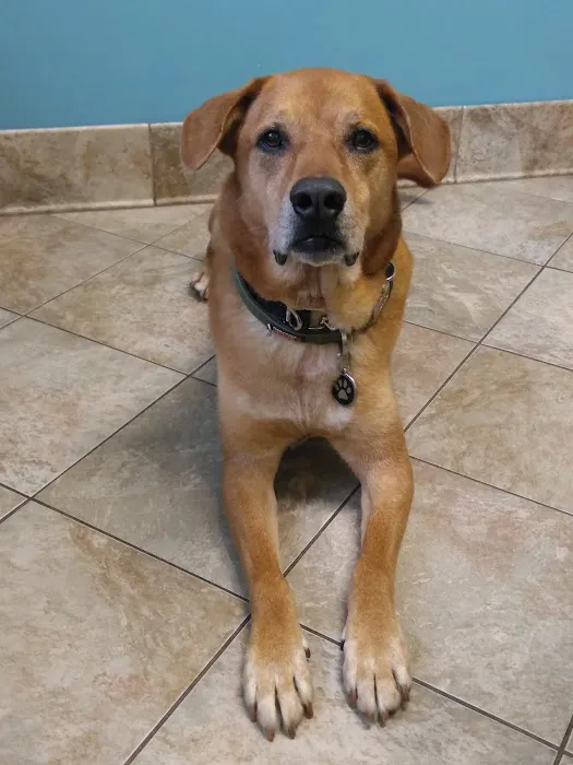 Needham Animal Hospital Picture 8