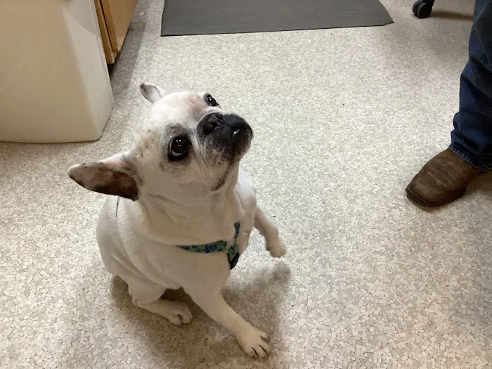 Newport Animal Clinic Picture 2