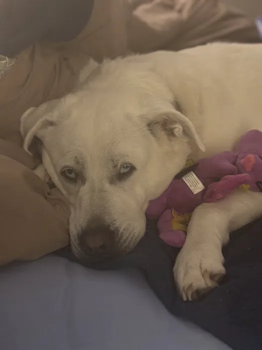 Newport Animal Clinic Picture 10