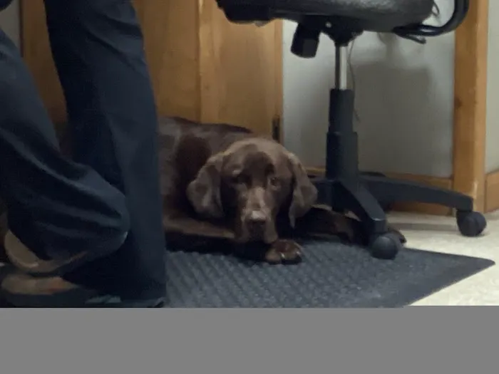 Newport Animal Clinic Picture 8