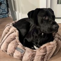 Emergency Pet Hospital of Craven-Carteret ico
