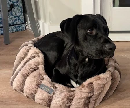 Emergency Pet Hospital of Craven-Carteret