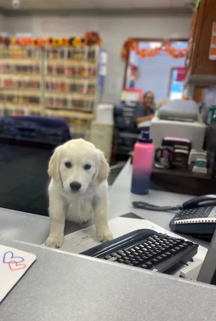 Havelock Animal Hospital Picture 7