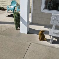 Mitchell Village Animal Hospital ico