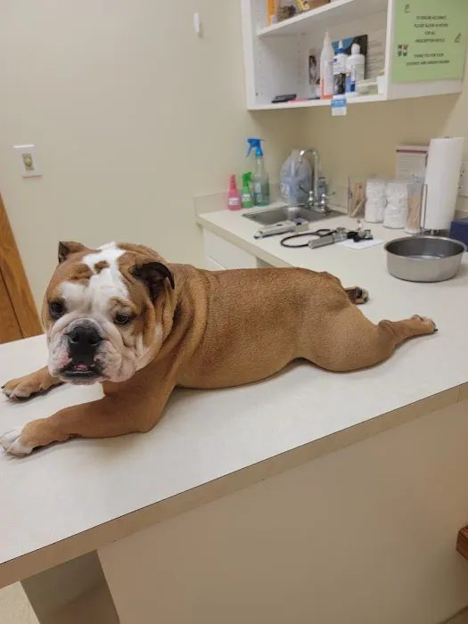 Mitchell Village Animal Hospital Picture 7