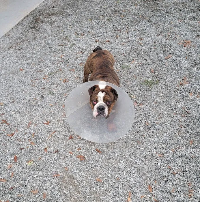 Mitchell Village Animal Hospital Picture 4