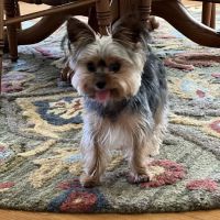 70 West Veterinary Hospital ico
