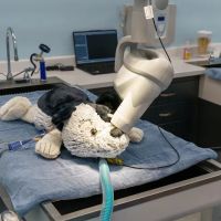 Bellaire Animal Medical Center ico