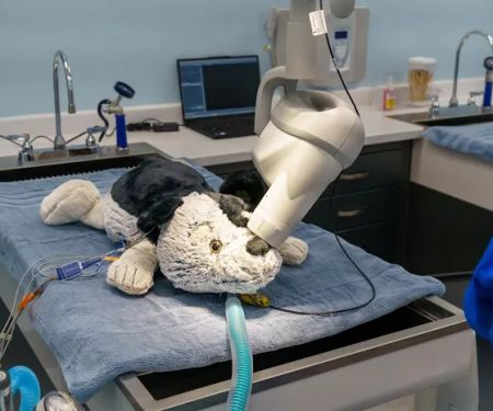 Bellaire Animal Medical Center