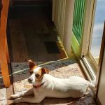 Animal Hospital-Nicholasville: Fox Julie DVM