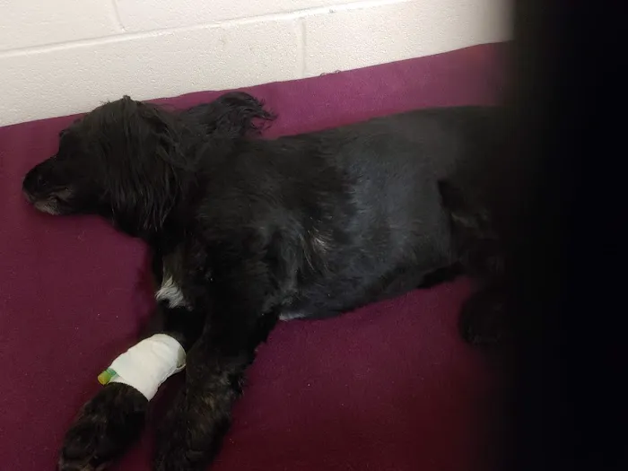 Animal Hospital-Nicholasville: Fox Julie DVM Picture 3
