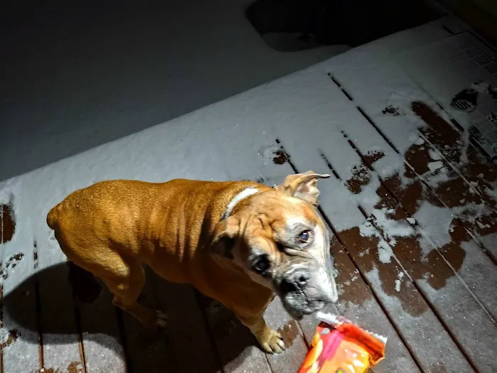 Animal Hospital-Nicholasville: Fox Julie DVM Picture 4