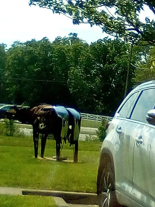 Animal Hospital of Nicholasville Picture 10