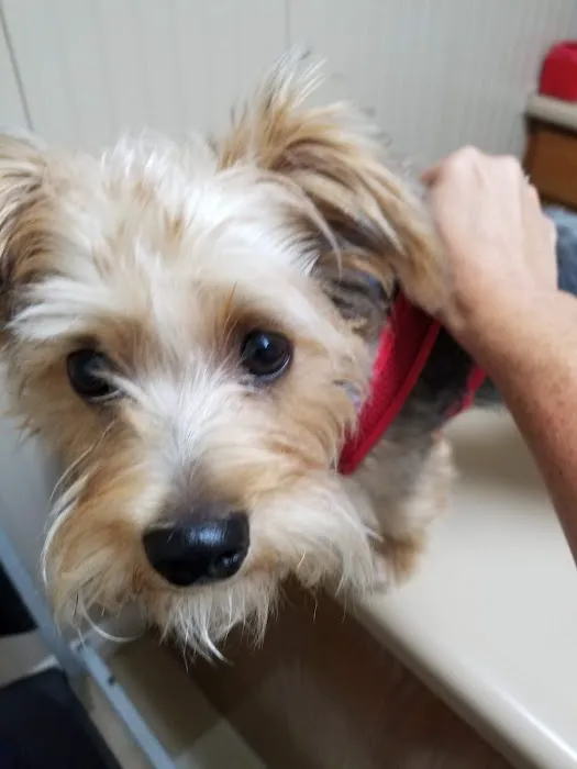 Anderson Animal Hospital Picture 6