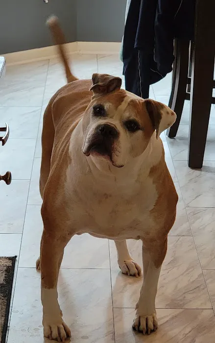 Anderson Animal Hospital Picture 4