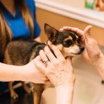 Bell County Animal Clinic