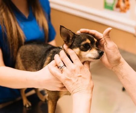 Bell County Animal Clinic