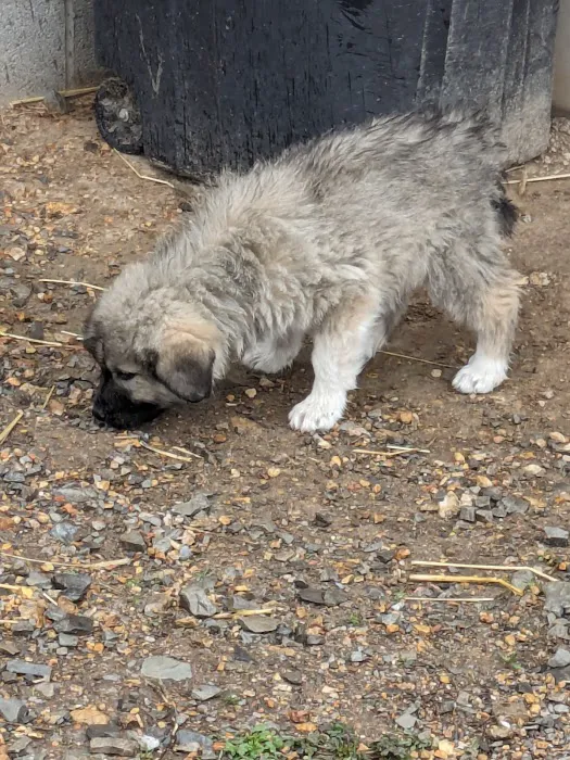 Bell County Animal Clinic Picture 5