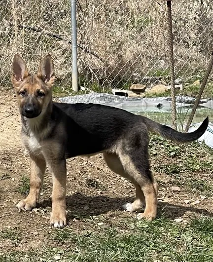 Bell County Animal Clinic Picture 10