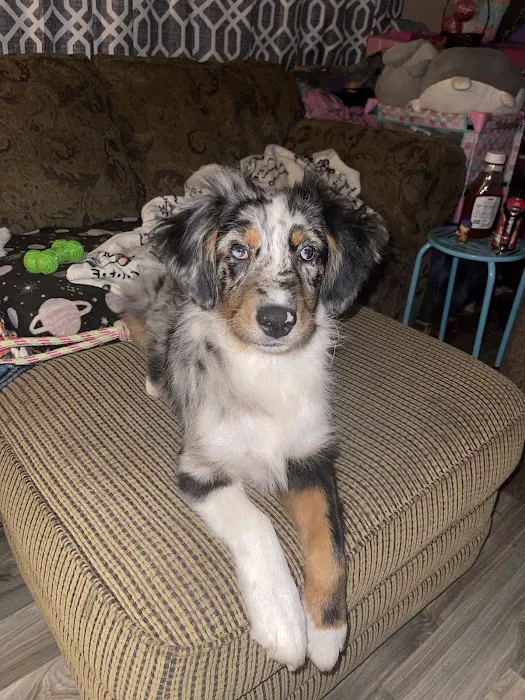 Bell County Animal Clinic Picture 7