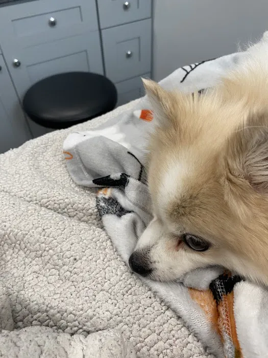 Animal Urgent Care Tri-State Picture 4