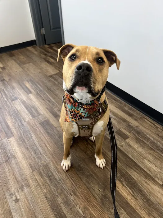 Animal Urgent Care Tri-State Picture 5