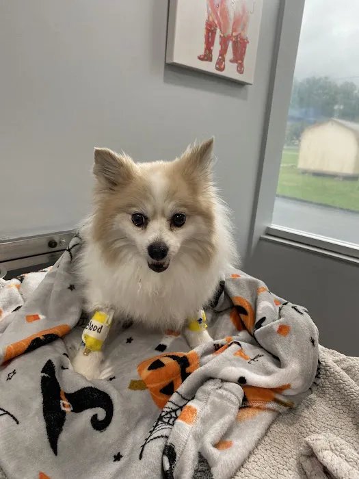 Animal Urgent Care Tri-State Picture 9