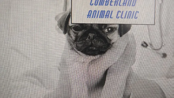 Cumberland Animal Clinic Picture 3