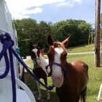 Cumberland Animal Clinic