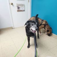 Harrodsburg Animal Hospital ico