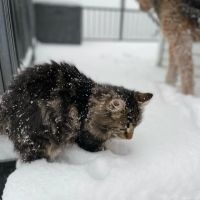 Massey Animal Clinic ico