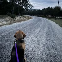 Blanco Veterinary Clinic ico