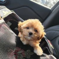 Bedford Veterinary Medical Centre ico