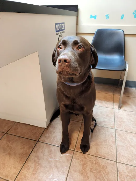 Animal Hospital of Bedford Picture 2