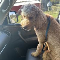 Animal Hospital of Bedford ico