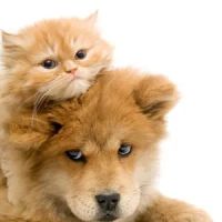Robinson Hospital for Animals ico