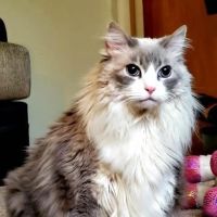 Petersburg Pet Clinic ico