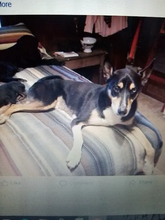 Petersburg Pet Clinic Picture 2
