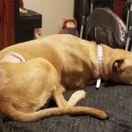 Vincennes Veterinary Clinic
