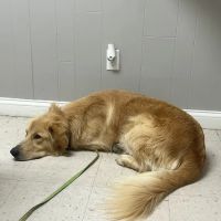 Southgate Veterinary Clinic ico