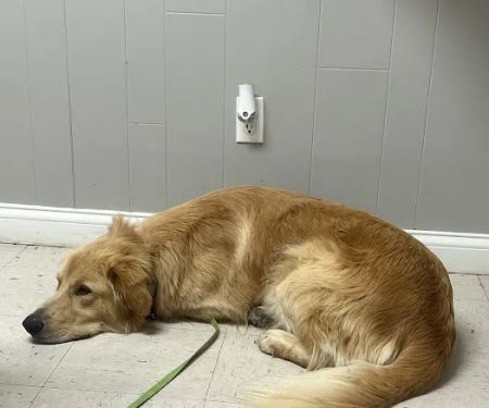 Southgate Veterinary Clinic