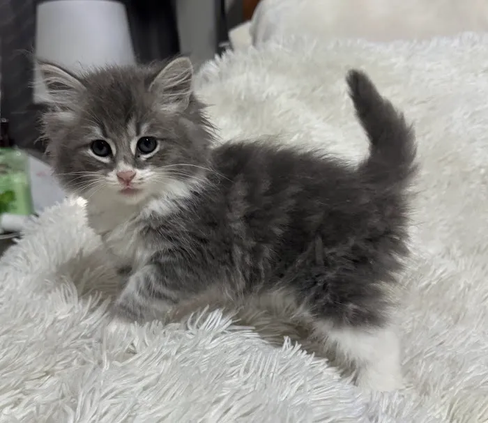 Violet Belles Siberian Cats Picture 2
