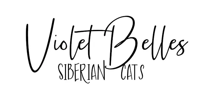 Violet Belles Siberian Cats Picture 1